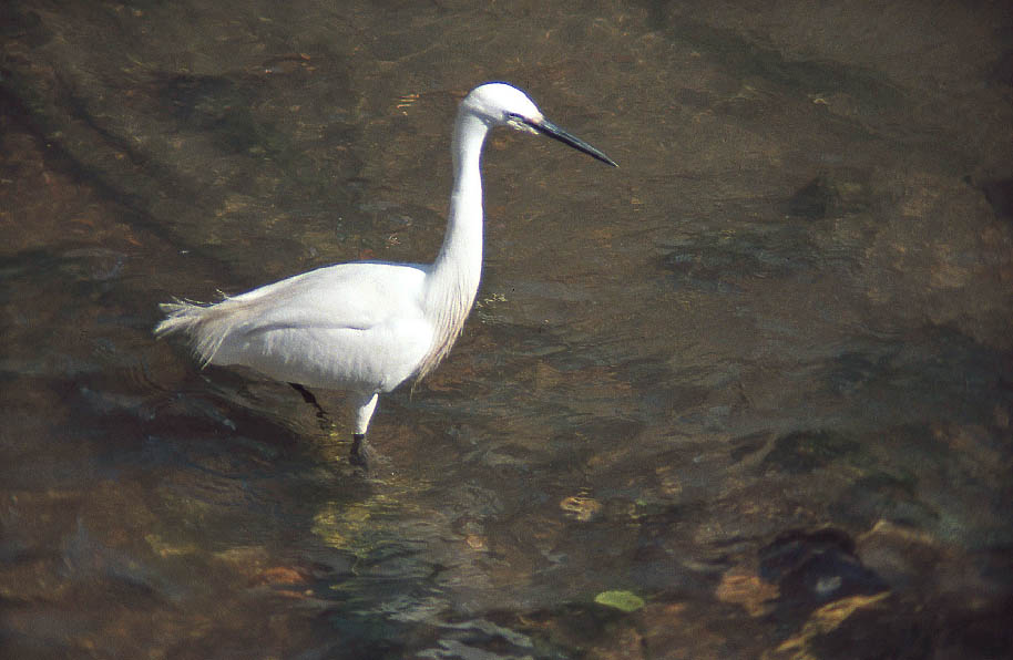 Egretta garzetta